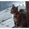 Reações E FoFuRaS 7