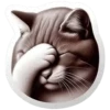 Gatitos💞10🇵🇪Clásica 5