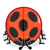 Catarinas 1 🐞 MOV. 🇲🇽 7