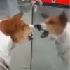 Doguinhos + reações 🐾 6