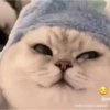 Gatos tiktok  10