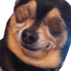Perros animados (sticker.fan) 5