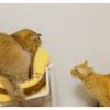 Gatos entre TAPAS&BEIJOS 21