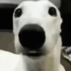 Figurinhas tiktok PT.3 20