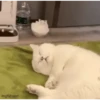 Am♥️PETS 20