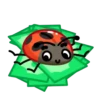 Catarinas 1 🐞 MOV. 🇲🇽 9