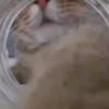 Kucing GIFs 6