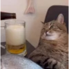 Gatos tiktok  14