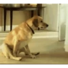 Reações do cão 12