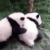 🐼 PANDA MIX 🐼 6