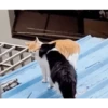 Gatos entre TAPAS&BEIJOS 19