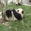 🐼 PANDA MIX 🐼 13