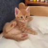 Gatos Tiktok😺 9