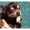 Reações do cão 10