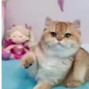 Gatos Tiktok😺 14