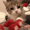 Loving kittens 9