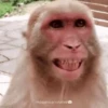 MACAQUINHO GIF 14