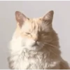 Reações E FoFuRaS 6