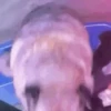 Doguinhos + reações 🐾 27