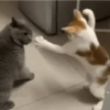 Gatos entre TAPAS&BEIJOS 23