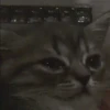 Kucing GIFs 5
