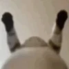 Kucing GIFs 9