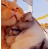 Gatos entre TAPAS&BEIJOS 15
