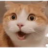 Reações E FoFuRaS 15