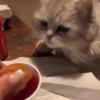 Gatos Tiktok😺 6