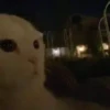 Gatitos memes 1.0😻 9