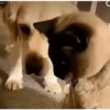 Reações E FoFuRaS 8
