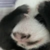 🐼 PANDA MIX 🐼 14
