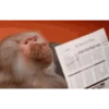 MACAQUINHO GIF 21