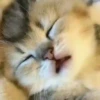 Kucing GIFs 15