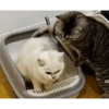 Gatos entre TAPAS&BEIJOS 11