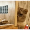 Am♥️PETS 2