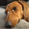🐕 Coitadolândia de Cachorrinho 16