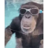 MACAQUINHO GIF 8