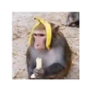 MACAQUINHO GIF 20