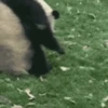 🐼 PANDA MIX 🐼 9