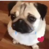 🐕 Coitadolândia de Cachorrinho 12