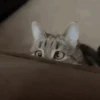 Loving kittens 15