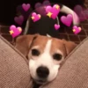 Doguinhos + reações 🐾 29