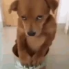 Веселые собаки 6