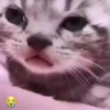Gatos tiktok  15