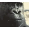 MACAQUINHO GIF 12