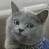 GATINHOS ANIMADOS 7