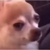 🐕 Coitadolândia de Cachorrinho 6