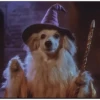 Perro Mago pa'tu chat🪄🔮✨️ 9