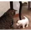Am♥️PETS 3